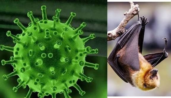 নিপাহ ভাইরাসে আক্রান্ত হয়ে নওগাঁয় এক নারীর মৃত্যু